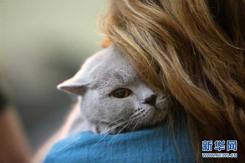 美しいニャンコ大集合！ルーマニアでキャットコンテスト