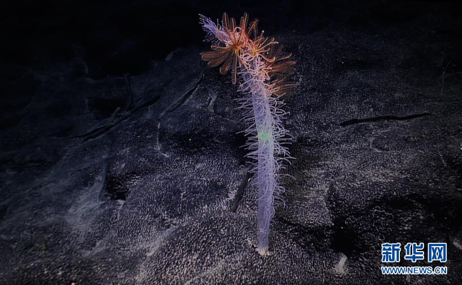 太平洋の「コバルトリッチクラストエリア」の秘密に迫る