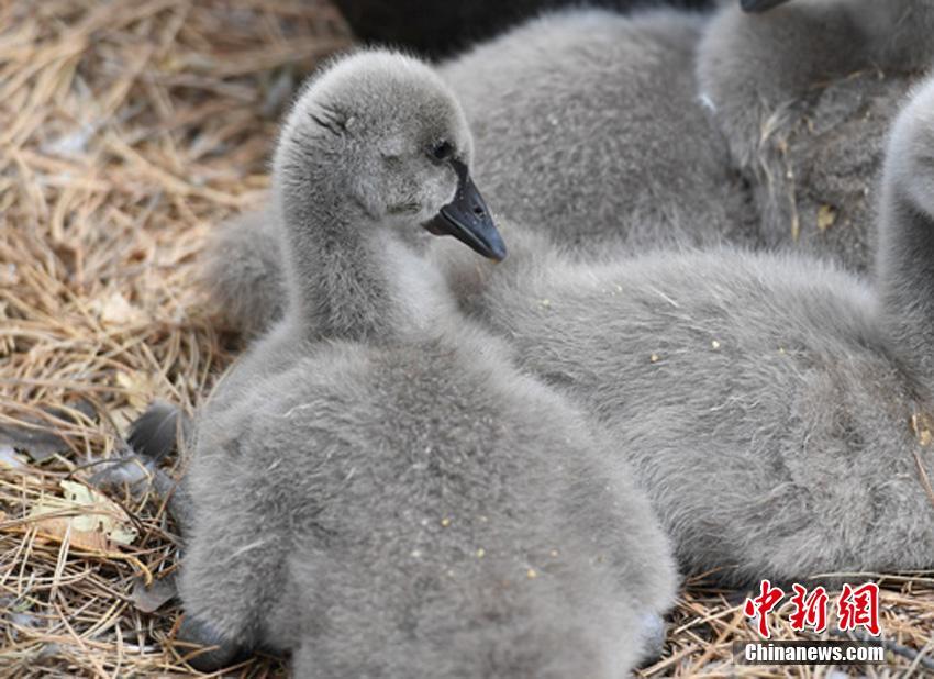 ふわふわの毛に覆われたコクチョウの赤ちゃん　長春雕塑公園