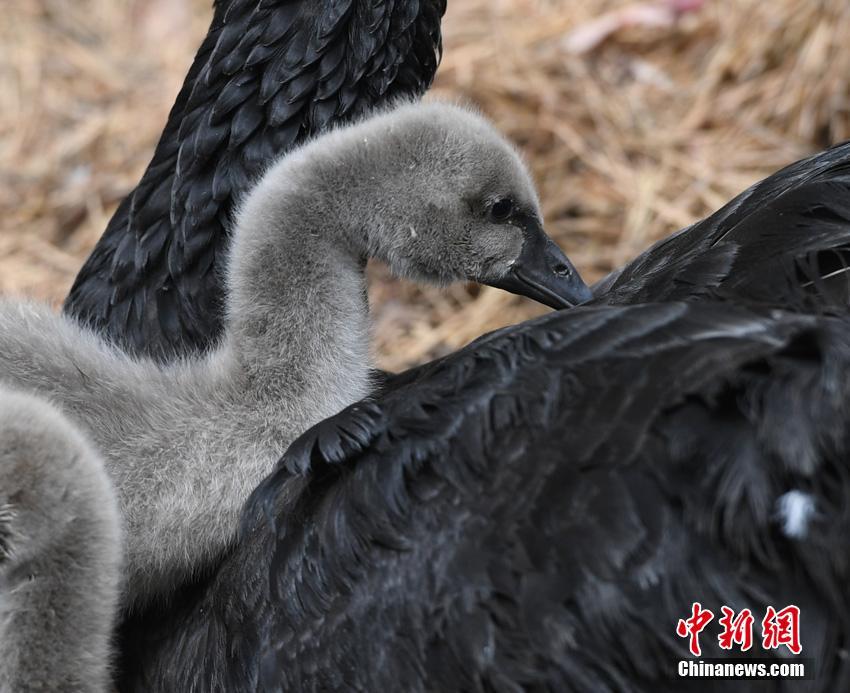 ふわふわの毛に覆われたコクチョウの赤ちゃん　長春雕塑公園