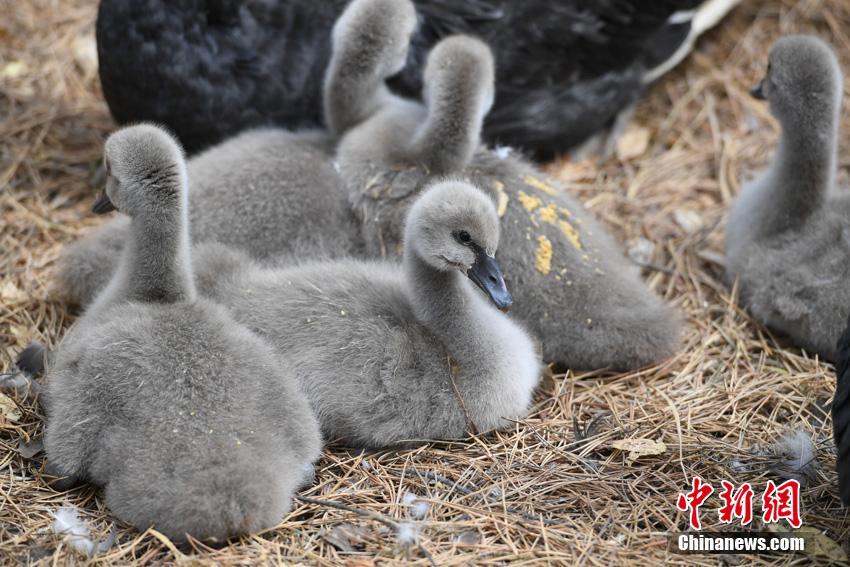 ふわふわの毛に覆われたコクチョウの赤ちゃん　長(zhǎng)春雕塑公園