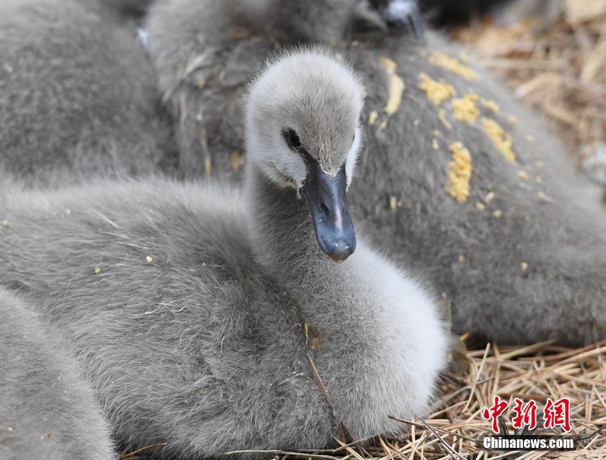 ふわふわの毛に覆われたコクチョウの赤ちゃん　長春雕塑公園