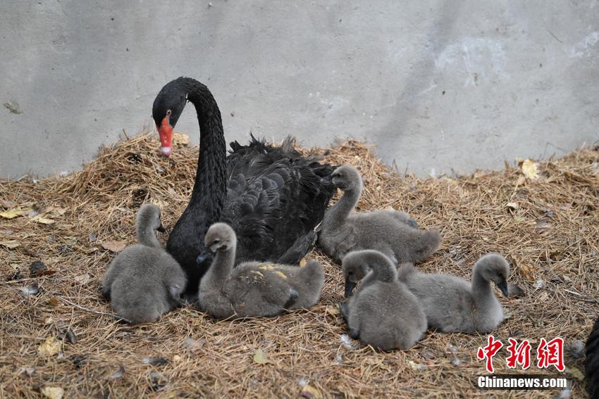 ふわふわの毛に覆われたコクチョウの赤ちゃん　長(zhǎng)春雕塑公園