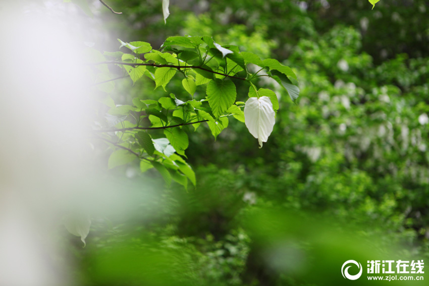 植物界の生きた化石「ハンカチの木」が開花　浙江省