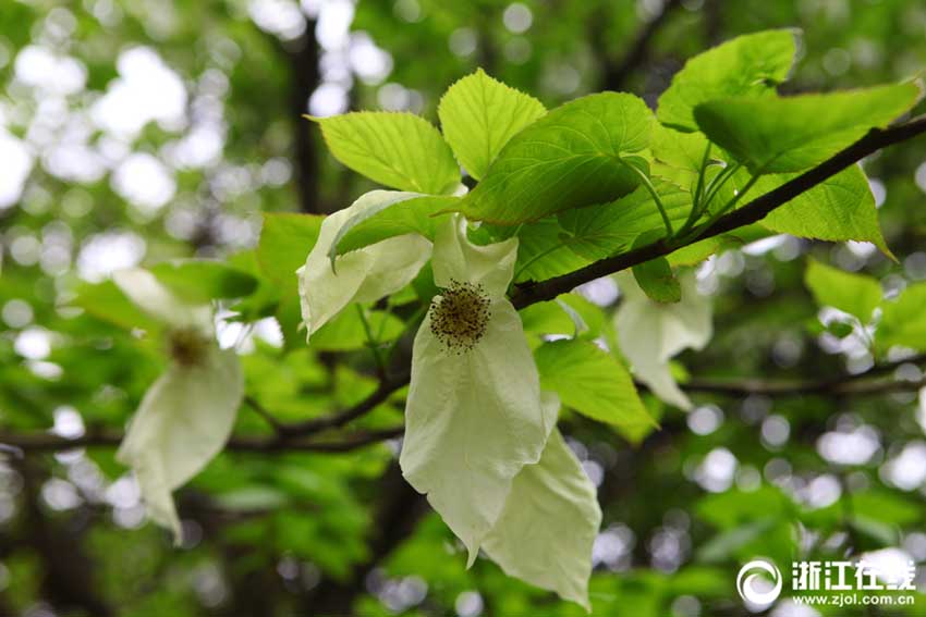 植物界の生きた化石「ハンカチの木」が開花　浙江省