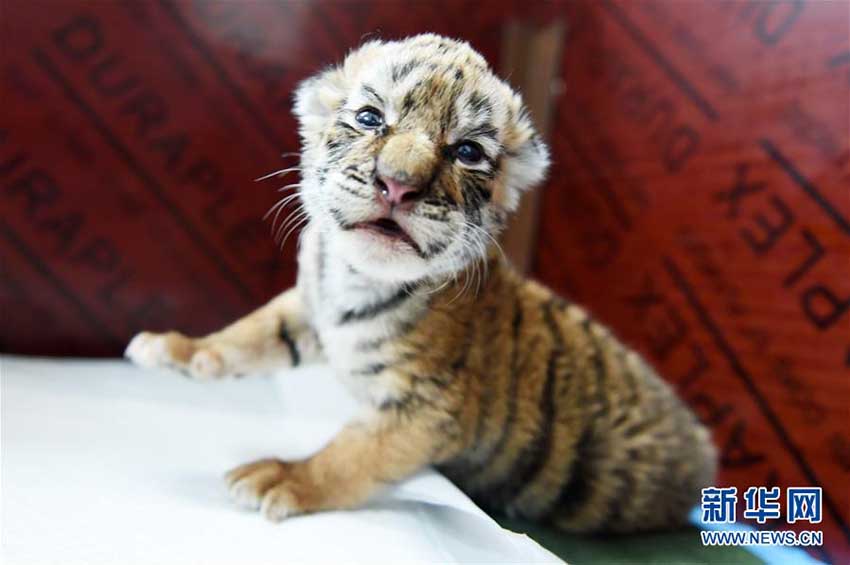 赤ちゃん続々誕生！繁殖ピーク迎えた東北トラ人工飼育繁殖基地　黒竜江省