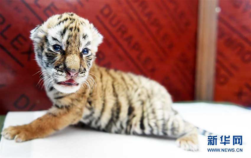 赤ちゃん続々誕生！繁殖ピーク迎えた東北トラ人工飼育繁殖基地　黒竜江省