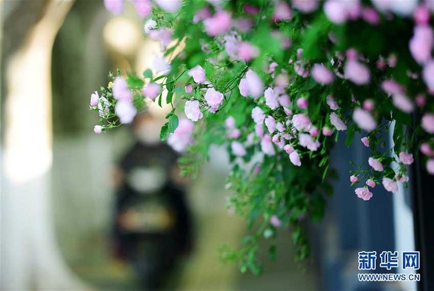 バラの芳しい香りにつつまれた南京の街