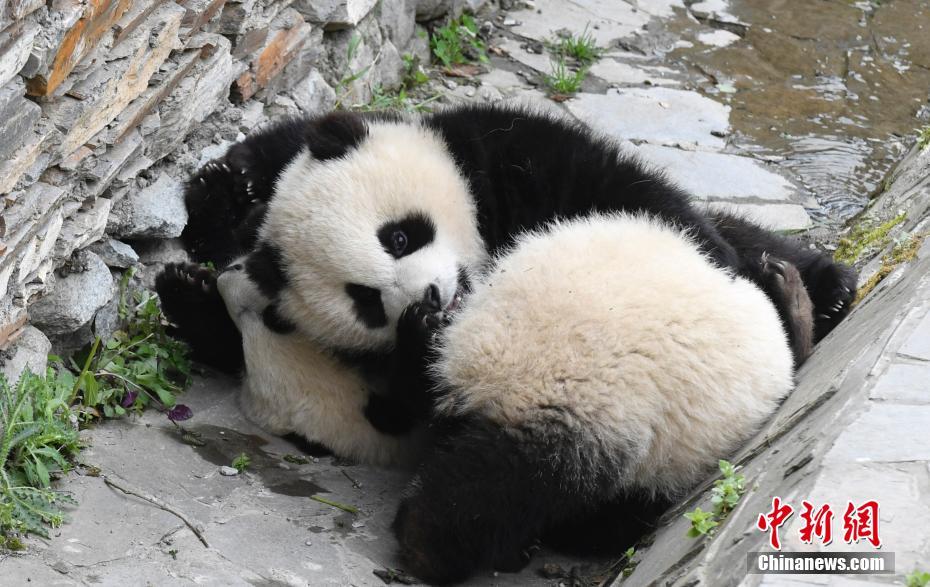 ポカポカ陽気にのんびりくつろぐ赤ちゃんパンダ