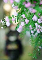 バラの花が満開