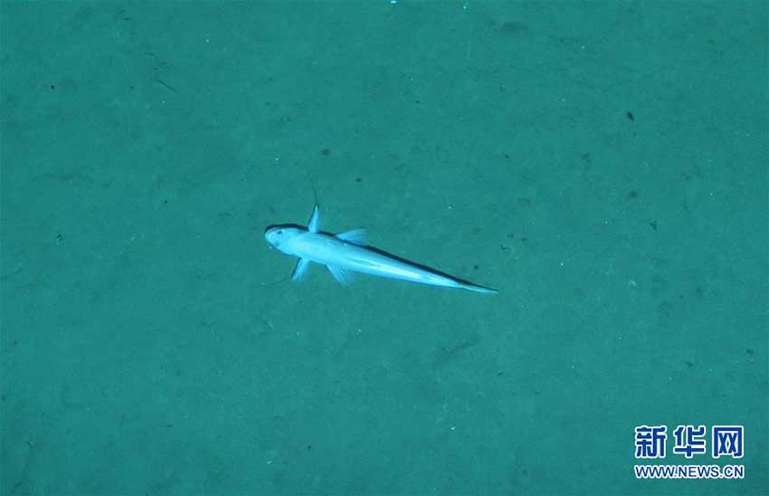 潛水機(jī)「潛竜3號(hào)」が撮影した深海生物たち