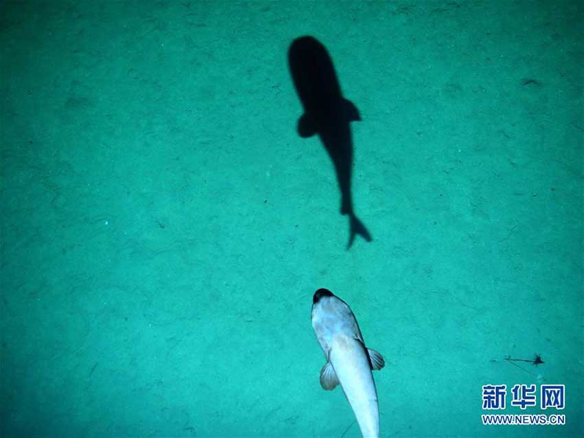 潛水機(jī)「潛竜3號」が撮影した深海生物たち