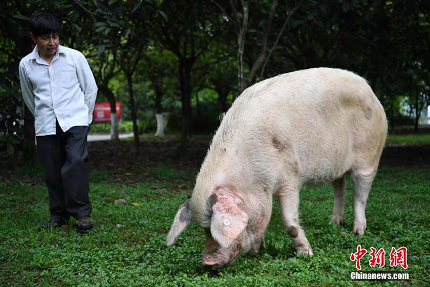四川の地震で生き殘ったブタ　11歳の今も毎日散歩