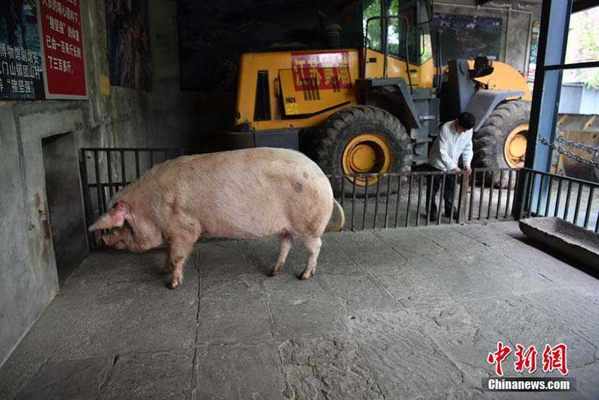 四川の地震で生き殘ったブタ　11歳の今も毎日散歩