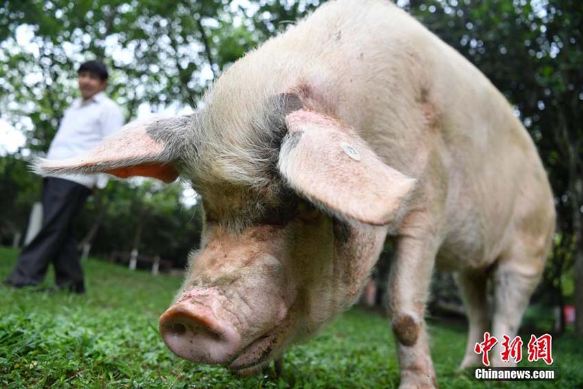 四川の地震で生き殘ったブタ　11歳の今も毎日散歩