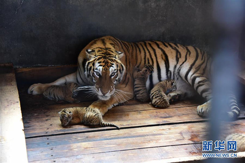 黒竜江省の東北トラ飼育繁殖基地で五つ子の赤ちゃんトラが誕生