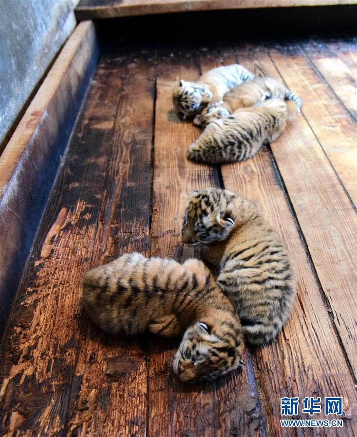 黒竜江省の東北トラ飼育繁殖基地で五つ子の赤ちゃんトラが誕生
