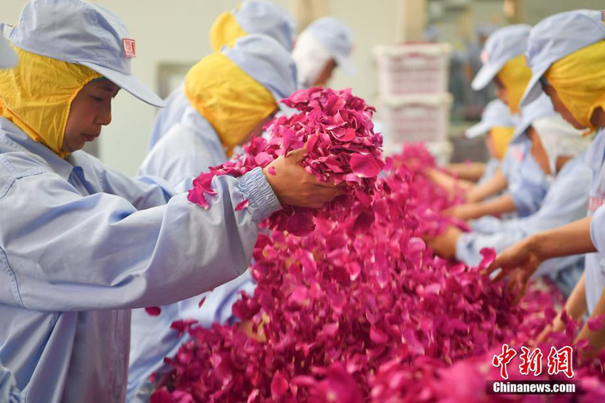 雲(yún)南省安寧市で食用バラが満開　摘み取り作業(yè)に追われる地元住民