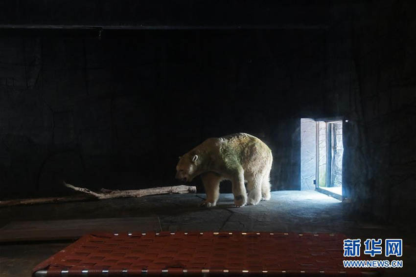 熱帯地域で初めて誕生したホッキョクグマが安楽死　シンガポール