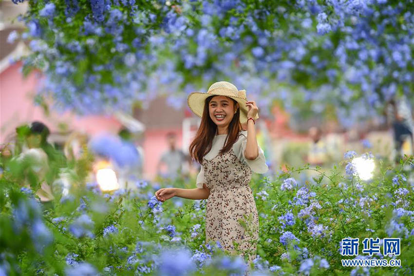 広州市でルリマツリモドキが満開(kāi)に　広東省