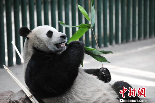 パンダの「浦浦」、実はオスだった 瀋陽森林動物園が発表