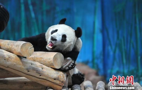 パンダの「浦浦」、実はオスだった 瀋陽(yáng)森林動(dòng)物園が発表