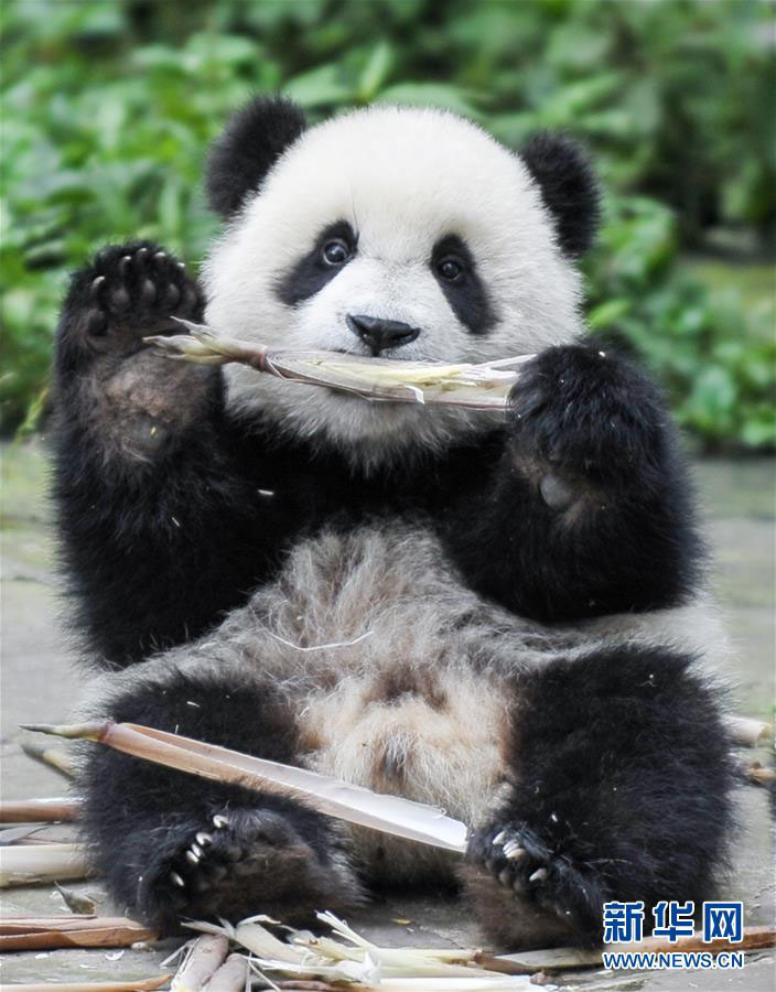 震災(zāi)から見事な復(fù)活遂げた四川省のパンダ保護(hù)研究センター