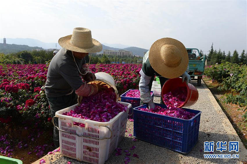 大學(xué)の食堂メニューに「バラの唐揚(yáng)げ」登場(chǎng)　雲(yún)南省