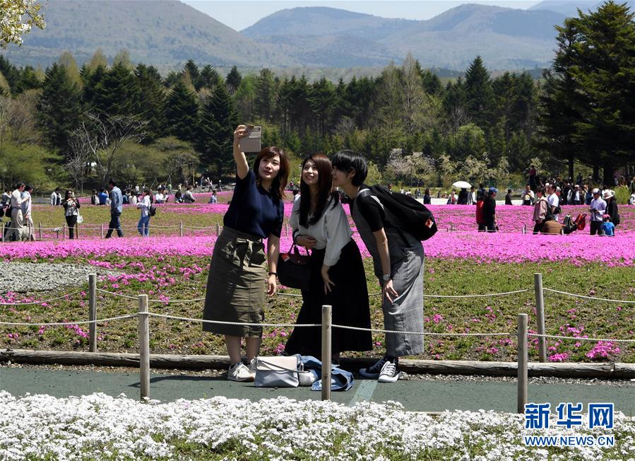 富士山麓で芝桜が満開　日本