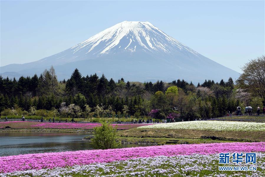 富士山麓で芝桜が満開　日本