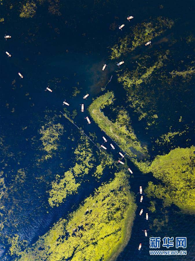 観光客惹きつける風(fēng)光明媚な白洋淀景勝地　河北省