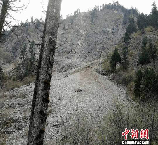 四川省の景勝地に「クマ出沒」　親子連れのクマをバス運(yùn)転手が偶然撮影