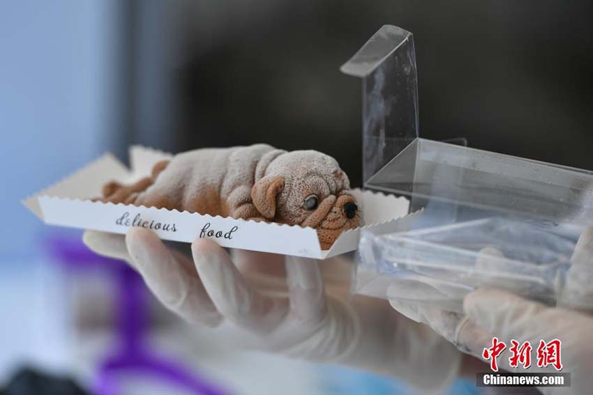 本物ソックリで食べられない？ネットで人気のケーキショップ 　雲(yún)南省