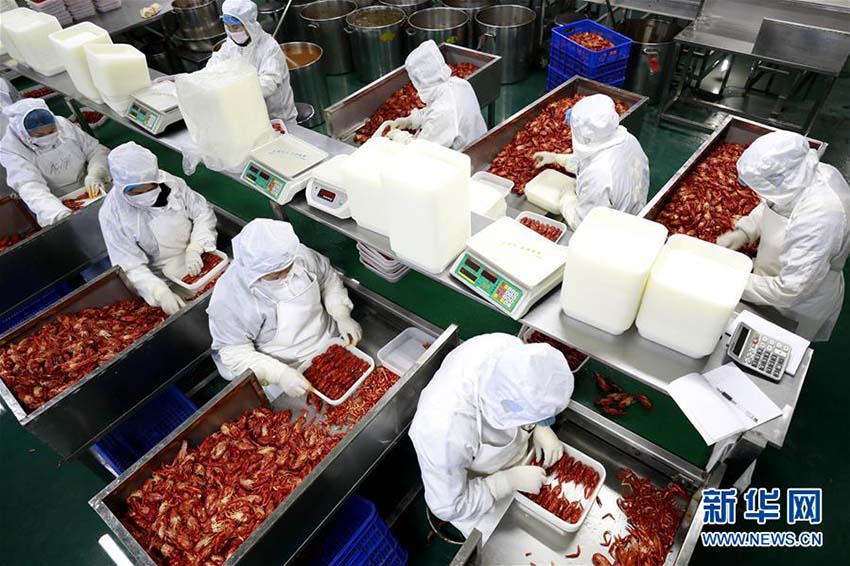 江蘇省のザリガニの里、出荷に向けて作業(yè)に勤しむ