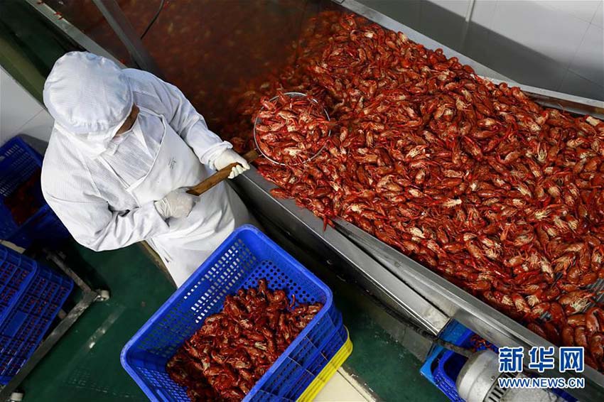 江蘇省のザリガニの里、出荷に向けて作業(yè)に勤しむ