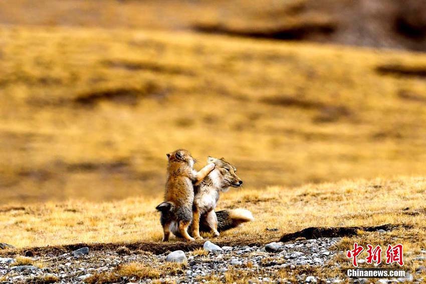 思わず和む愛らしい光景　青海省天峻県で戯れる親子チベットスナギツネ