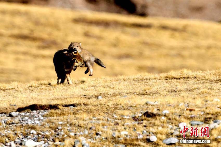 思わず和む愛らしい光景　青海省天峻県で戯れる親子チベットスナギツネ