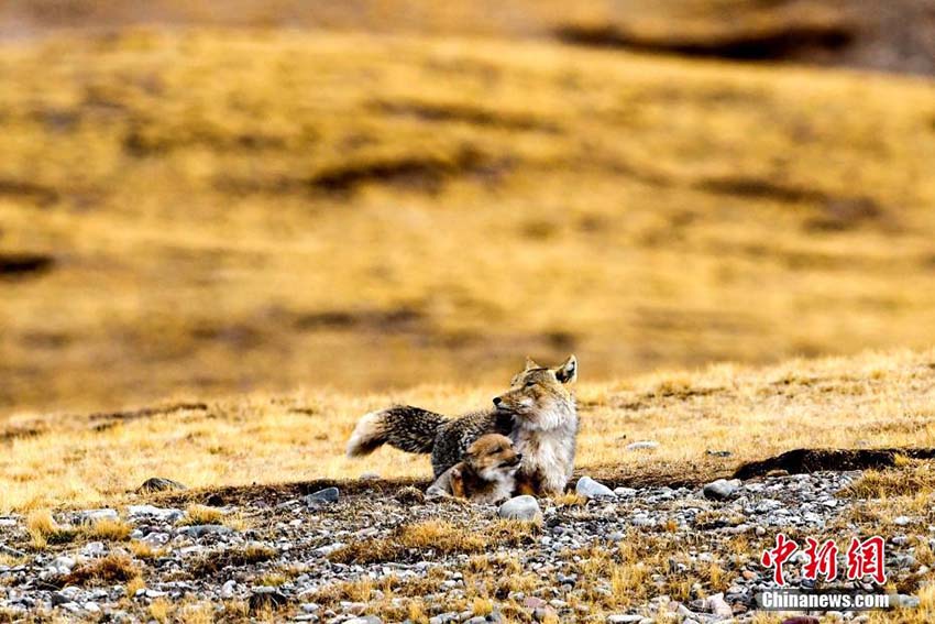 思わず和む愛らしい光景　青海省天峻県で戯れる親子チベットスナギツネ