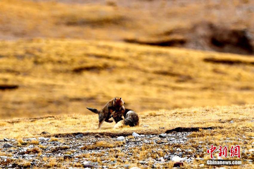 思わず和む愛らしい光景　青海省天峻県で戯れる親子チベットスナギツネ