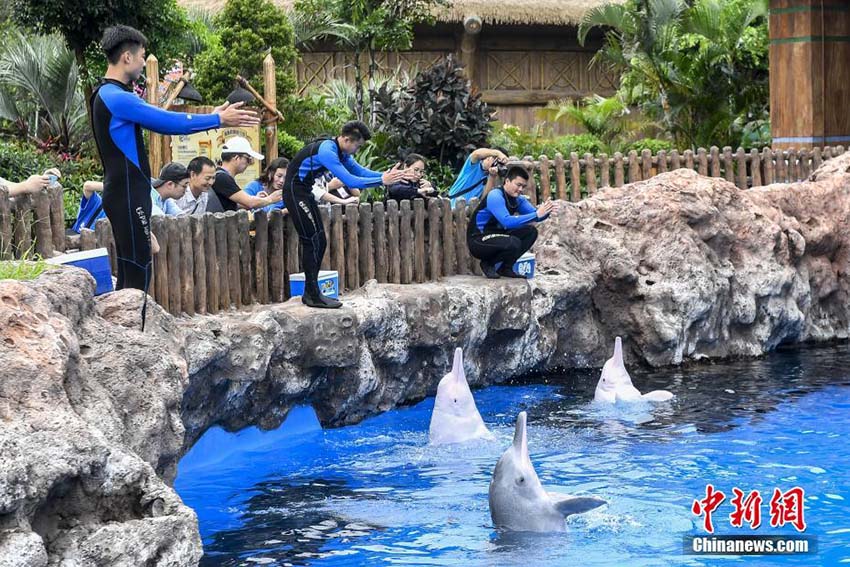 中國、舊暦3月23日「シナウスイロイルカ保護PRデー」に制定