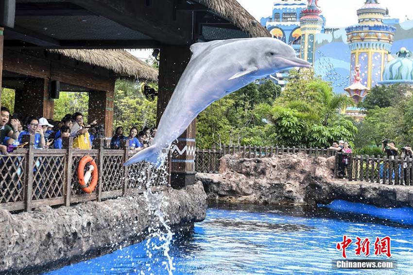 中國、舊暦3月23日「シナウスイロイルカ保護PRデー」に制定