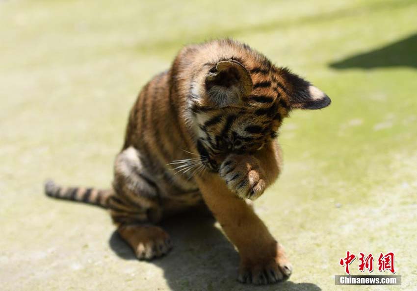生後3ヶ月となった杭州市生まれの3つ子の華南トラがお披露目　浙江省