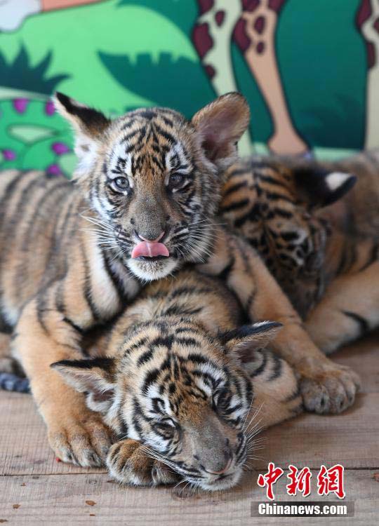 生後3ヶ月となった杭州市生まれの3つ子の華南トラがお披露目　浙江省