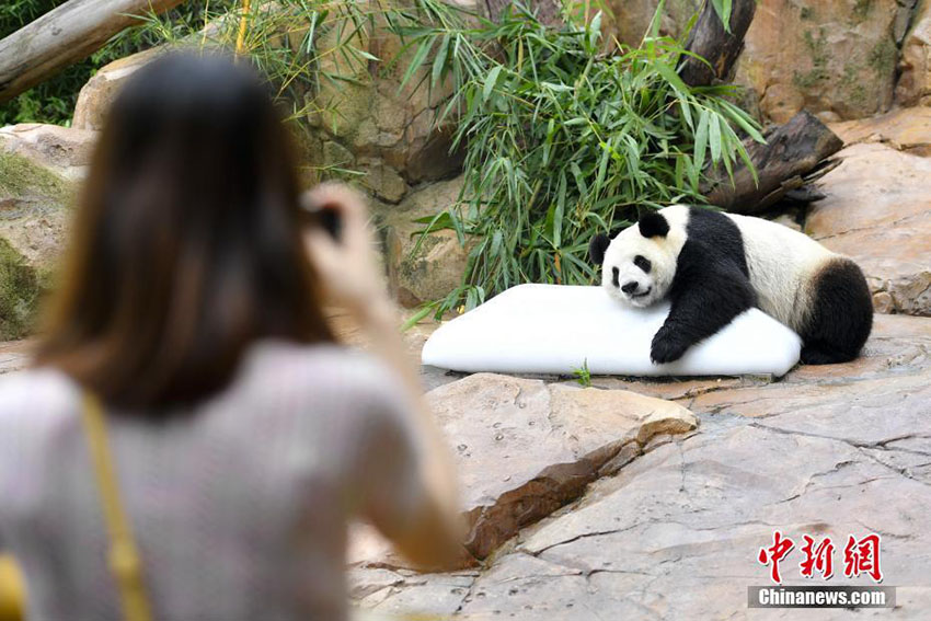 氷で涼をとるパンダ　可愛(ài)らしい姿が人気