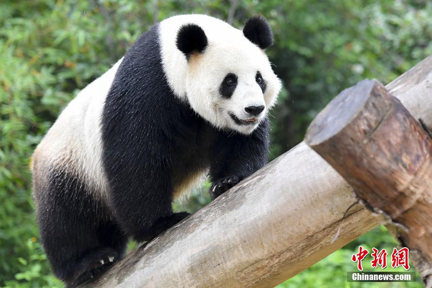 氷で涼をとるパンダ　可愛らしい姿が人気