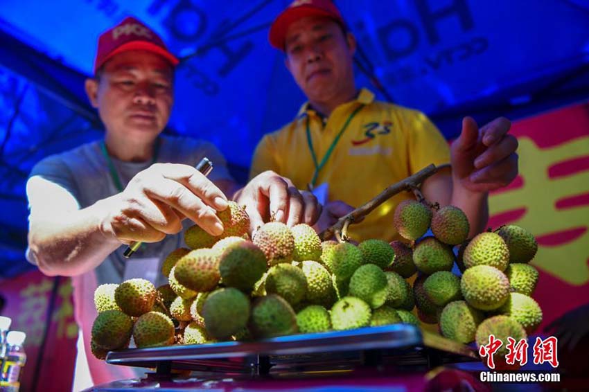 海南省でライチイベント　「ライチ王」は170萬円の高値で落札