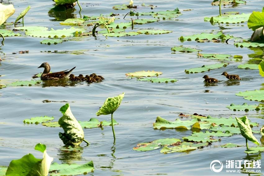 杭州市の西湖斷橋のハス池に今年4組目のオシドリ家族