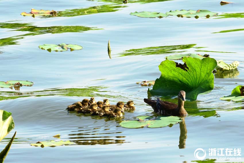 杭州市の西湖斷橋のハス池に今年4組目のオシドリ家族