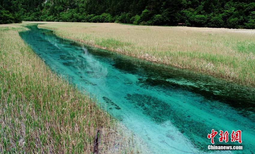 かつての美しさ取り戻した初夏の九寨溝景勝地