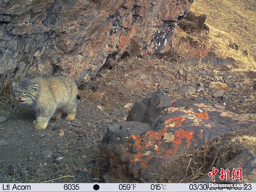 瀾滄江源地區(qū)でマヌルネコの活動(dòng)を捉えた映像公開(kāi)